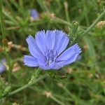 Achicoria, Verbena y Agua de Roca - Sumati