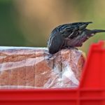 plastico en la comida - sumati